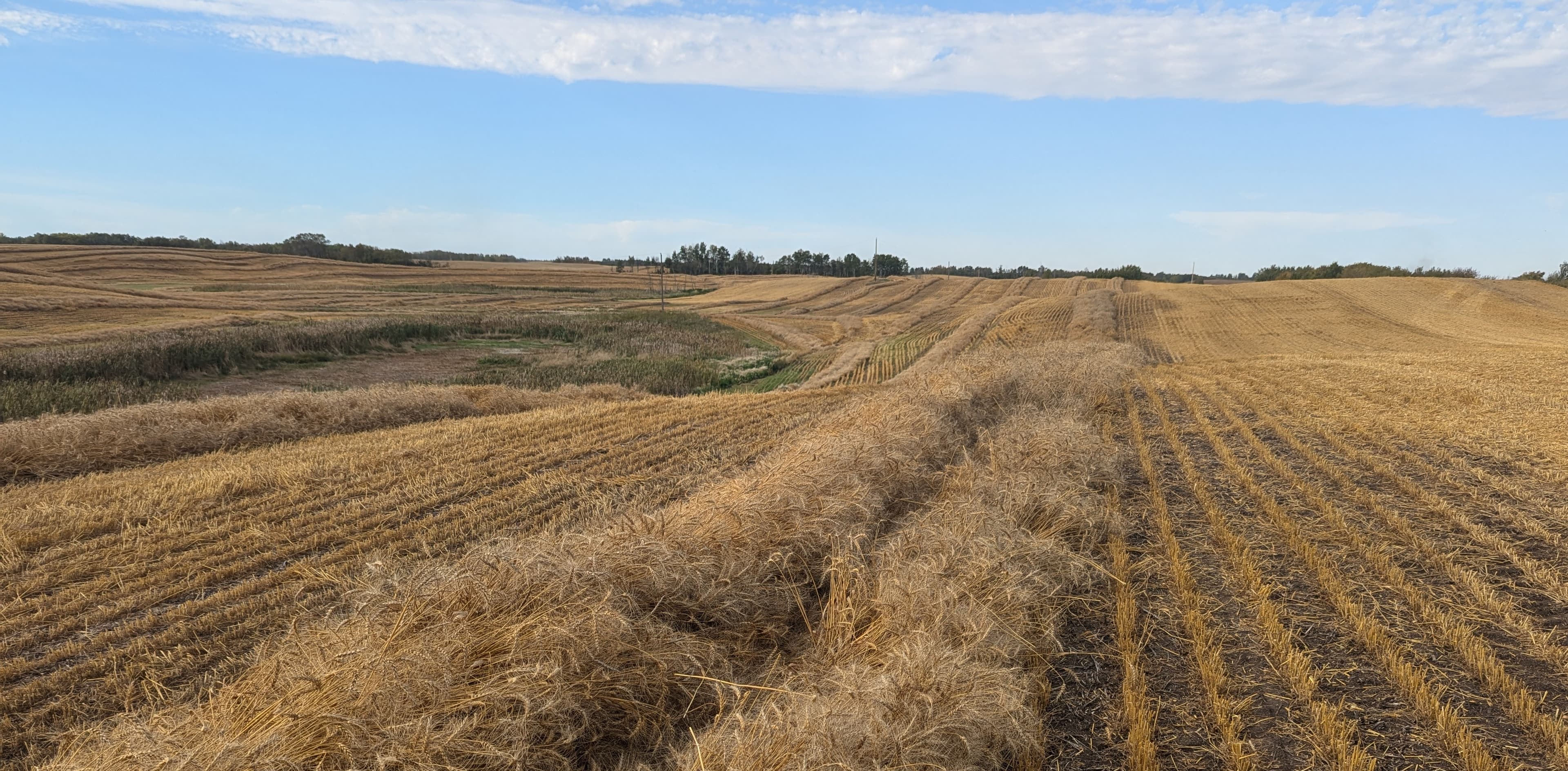 Western Canadian farmland landscape